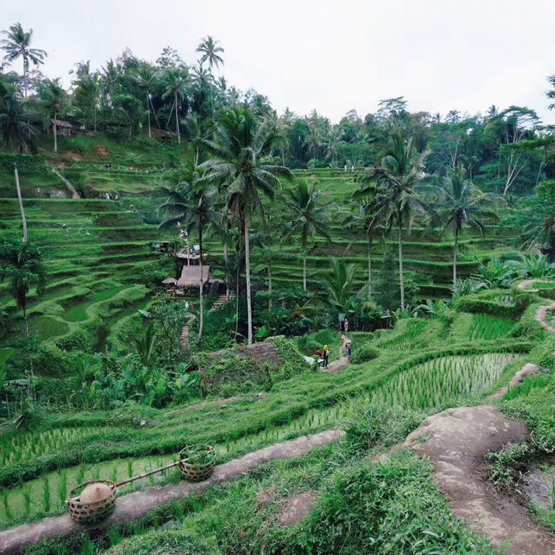 Tegalalang Rice Terrace