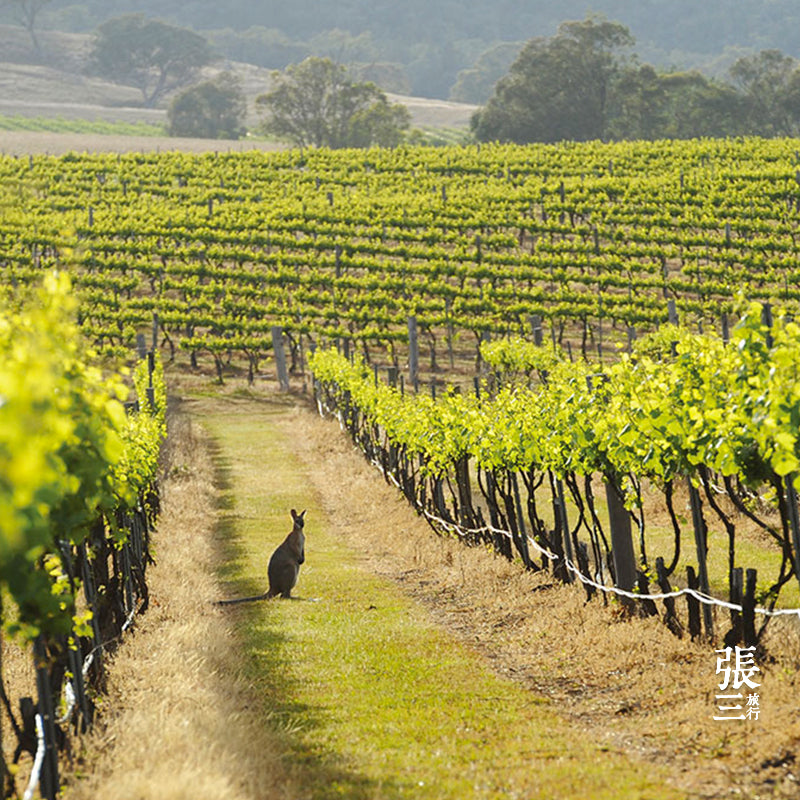 澳大利亚:悉尼猎人谷热气球看日出享香槟