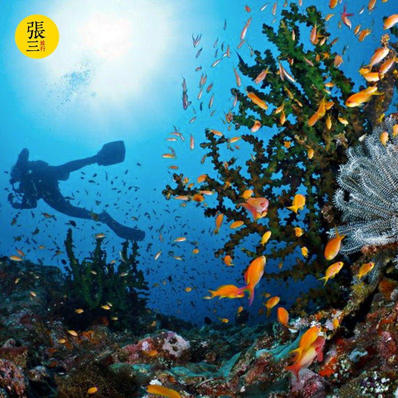 科莫多岛：岛上探险 粉红沙滩 快艇环岛