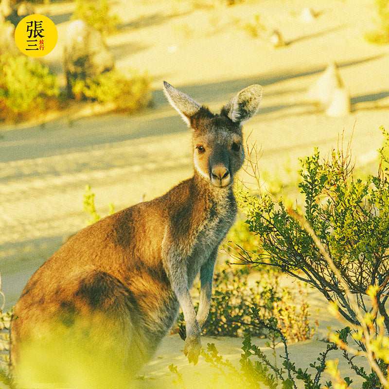 澳大利亚:珀斯尖峰石阵一日游
