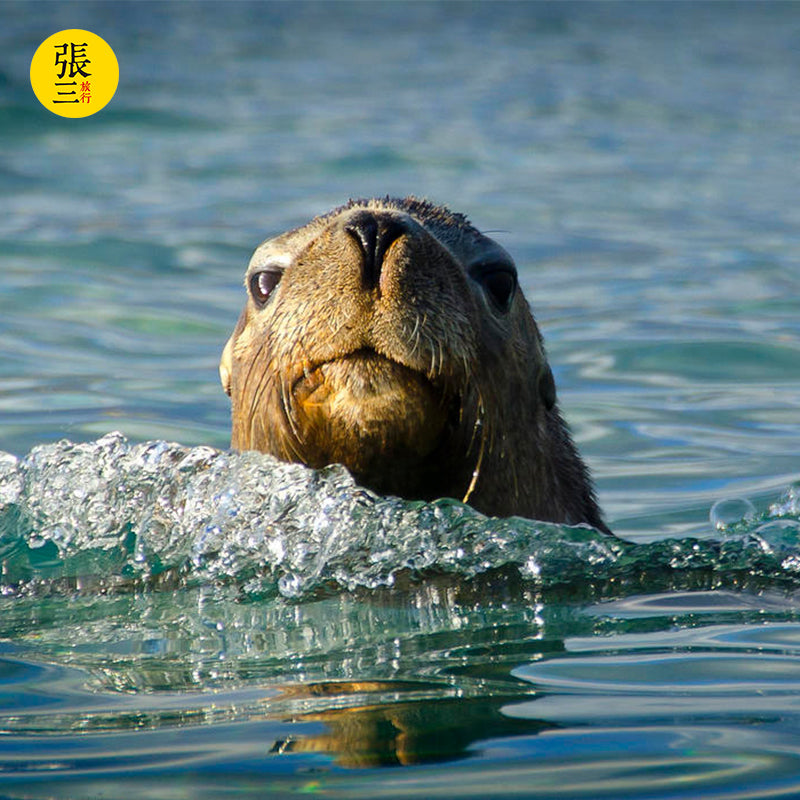 澳大利亚:墨尔本菲利普企鹅岛一日游