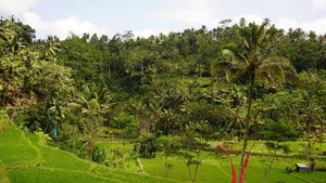 Bali:Ubud Rice Terraces+Temples+Volcano