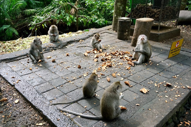 Bali:Ubud Rice Terraces+Temples+Volcano