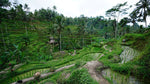 Load image into Gallery viewer, Ubud Day Tour
