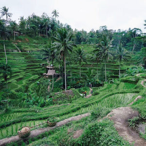 Bali:Waterfall,Rice Terraces & Monkey Forest Private Tour